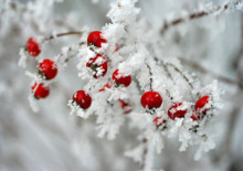 Winter gardens